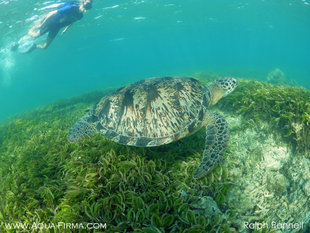 Green Turtle seagrass beds Madagascar (c) Ralph Pannell