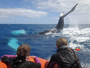 Silverbanks Humpack Whale Watching snorkelling Jan Wigley