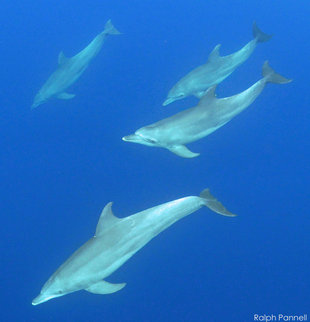 Snorkelling with Bottlenose Dolphins in Madagascar