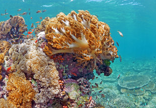 Komodo Hard & Soft Coral Reefs (c) Ralph Pannell