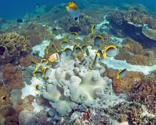 Butterflyfish coral reef Komodo