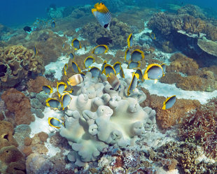 Butterflyfish coral reef Komodo