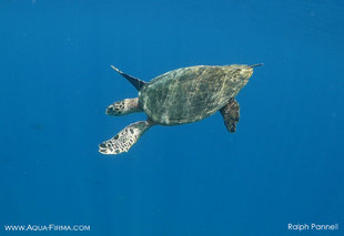 Hawksbill Turtle Nosy Tanikley Nosy Be Madagascar (c) Ralph Pannell