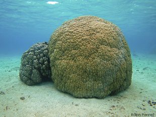 Coral Reef Bommie Benouil New Caledonia