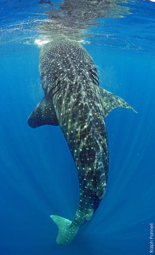 whale-shark-dancing-on-tail-vertical-feeding-isla-mujeres-holbox-yucatan-mexico-research-photography-ralph-pannell.jpg