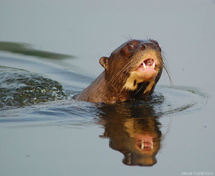 Giant River Otter Manu in the Amazon of Peru wildlife and adventure travel photo by travel writer Steve Frankham