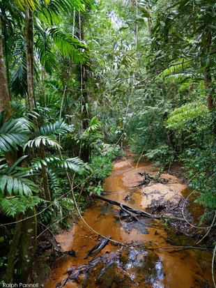 Sinharaja Rainforest National Park - Ralph Pannell
