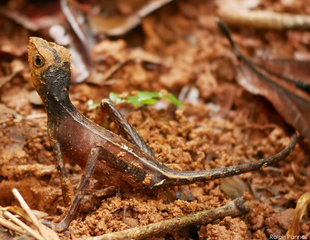 Muddy Lizard, Sinharaja Rainforest National Park - Ralph Pannell