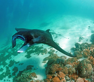 Manta Ray Research & Conservation Komodo Indonesia