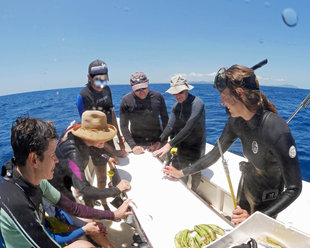 Research-boat-MMF-researchers-Madagascar-whale-shark-conservation-skin-DNA-sample-satellite-tag-photo-Ralph-Pannell.jpg