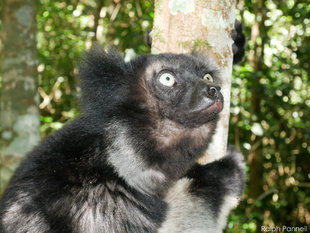 Indri-Lemur-Madagascar-AQUA-FIRMA-Ralph-Pannell-rainforest-conservation-reserve-voakajy-Rainforest-Trust.jpg