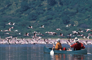 Canoe Safari amongst Flamingos in Arusha National Park, Tanzania