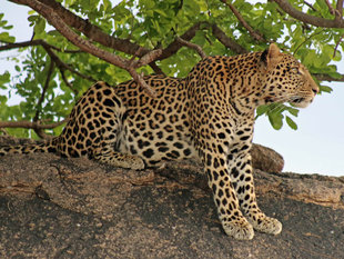 Leopard in Tanzania - Peter Thomas