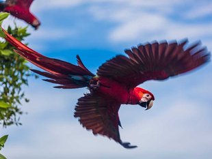 Scarlet Macaw in Corcovado National Park