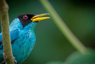 Birdwatching in Arenal Volcano National Park