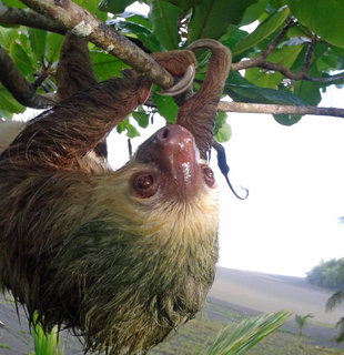 Sloth in Pacuare Reserve