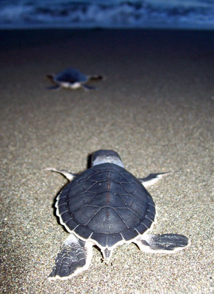 Newly Hatched Turtle in Pacuare Reserve