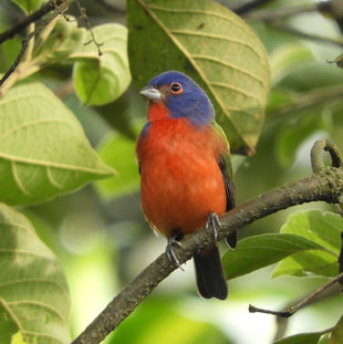 Painted Bunting in Costa Rica