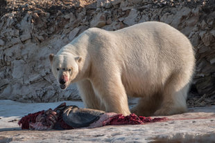 Polar Bear in Spitsbergen - Bjoern Koth