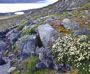 Tundra Flowers in Spitsbergen - Doug & Annie Howes
