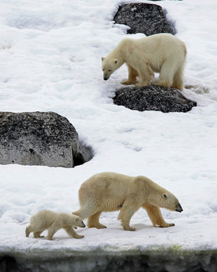 Polar Bear Family in Spitsbergen - Stuart Ward
