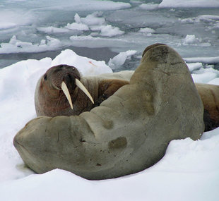 Walrus on Pack Ice - Ralph Pannell