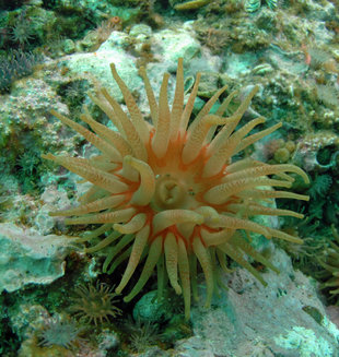 Anemone in Spitsbergen - Shaowen Lin