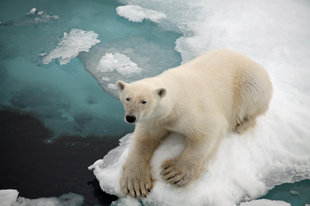 Polar Bear in Spitsbergen - John Dickinson