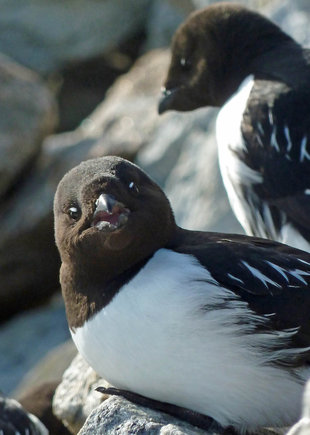 Little Auk in Spitsbergen