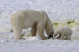 Polar Bear Mother and Cub