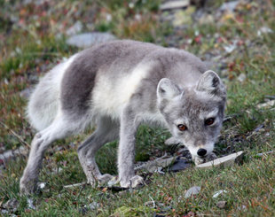 Arctic Fox in Spitsbergen