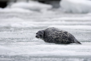 Ringed Seal in Spitsbergen - Paul Ashton
