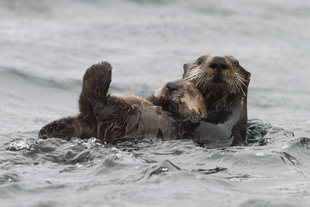 kamchatka-giant-sea-otter-russian-far-east-wildlife-marine-life-poalr-arctic-cruise-holiday.jpg