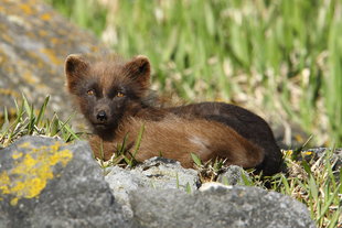 arctic-fox-russian-far-east-kamchatka-wildlife-wilderness-marine-life-holiday-arctic-polar-cruise-holiday.jpg