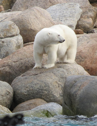 Polar Bear in Spitsbergen - Sally Attree