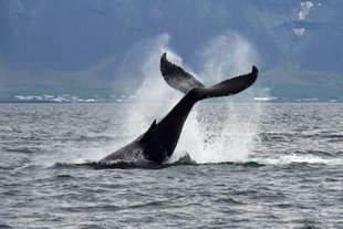whale-watching-tour-reykjavik-iceland-3-1024x684.jpg