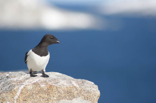 Little Auk in Spitsbergen - Ralph Pannell