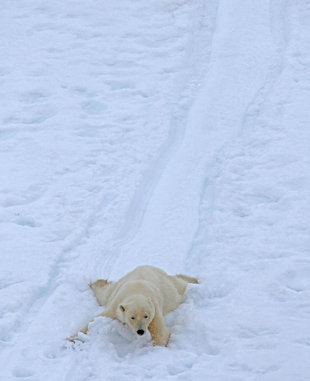 Polar Bear in Spitsbergen - Stuart Ward