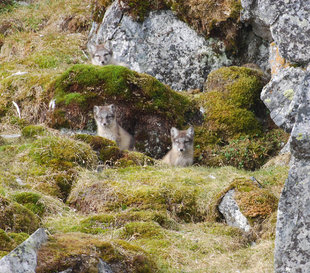 Arctic Fox Family - Ingrid Morris