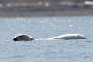 Polar Bear in Spitsbergen - Jim & Sarah Kier