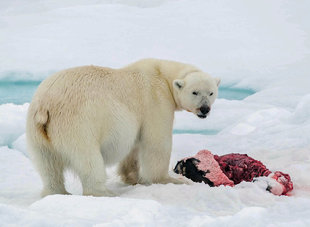 Successful Polar Bear Hunt - Bjoern Koth