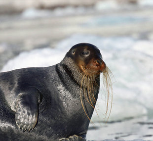 Bearded Seal in Spitsbergen - Pippa Zintilis