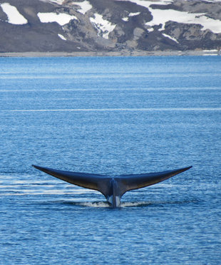Blue Whale in Spitsbergen - Charlotte Caffrey