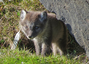 Arctic Fox Cub in Spitsbergen - Jordi Plana