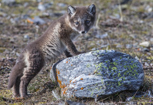 Arctic Fox Cub - Jordi Plana