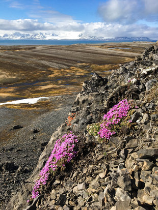 Purple Saxifrage in Spitsbergen Tundra - Jordi Plana