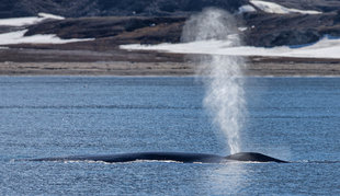 Blue Whale in Spitsbergen - Jordi Plana