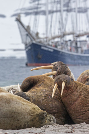 Walrus with Sailing Ship - Jordi Plana