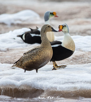 King Eider Ducks - Jordi Plana