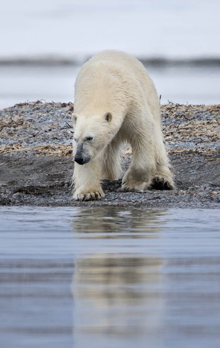 Polar Bear - Jordi Plana